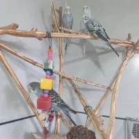 مرغ عشق|پرنده|هریس, |دیوار