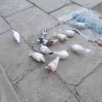 تعدادی کبوتر