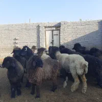 بره ماده|حیوانات مزرعه|شیراز, میانرود|دیوار