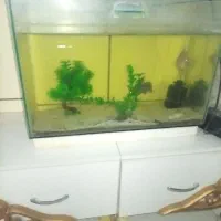 اکواریوم و ماهی