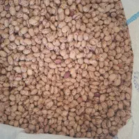 لوبیا چیتی بذر صالح و صدری بوجاری شده