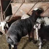 بره قوچی اصل افشاری