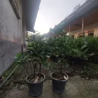 یاس سطح 4موجود است