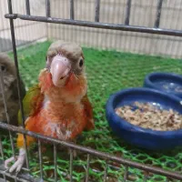 گرینچیک فنچ گلدین کرواتی