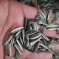 تخمه بذری،تخمه آفتابگردان،تخمه،بذر آفتابگردان،بذر