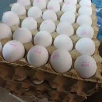 پخش تخم مرغ سایز کلی و جزیی