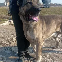 سگ سراب افغان|سگ|پاکدشت, پاکدشت (مامازند)|دیوار