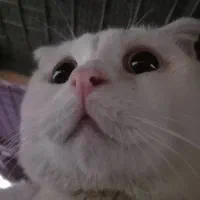 واگذاری گربه اسکاتیش بریتیش|گربه|قدس, شهرقدس|دیوار