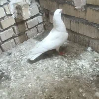کبوتر سفید نر