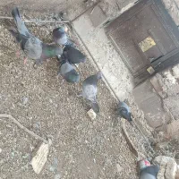 کفتر|پرنده|نرماشیر, |دیوار