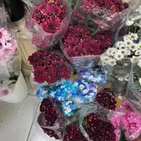 گل رز هلندی|گل و گیاه طبیعی|ماهدشت, |دیوار