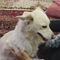 پیدا شده|حیوانات|شیراز, ستارخان|دیوار