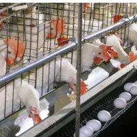 کارگر ساده برای مرغداری تخمگذار