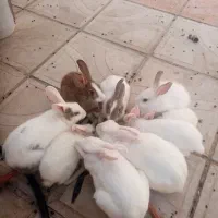 خرگوش غذا خور کاملا سالم