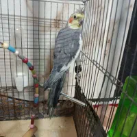 عروس هلندی