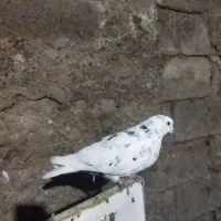 واگذاری کبوتر گرفتنی|پرنده|ارومیه, |دیوار