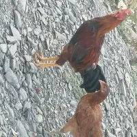 مرغ وخروس