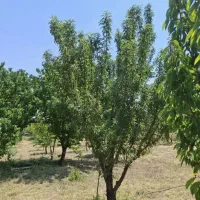 فروش-دو-قطعه-باغ-واقع-در-نظرآباد