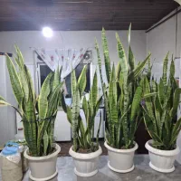 گل زیبای شمشیری