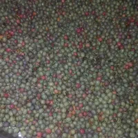 ونوشک