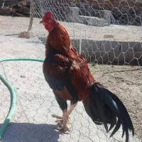 خروس میانوالی