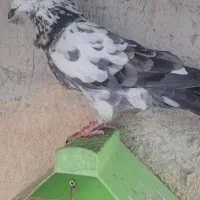 ماده پرشی