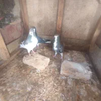 پرنده کبوتر نرو و ماده  شهری چپ|پرنده|شیراز, شیخ علی چوپان|دیوار