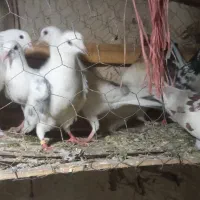 کبوتر کفتر مفت