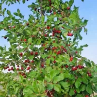 فروش باغ ۷۸۰۰ متری در زنجان|فروش زمین و ملک کلنگی|زنجان, |دیوار