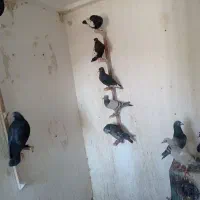 سلام کبوتر پلنگ و کلاغ