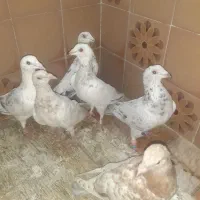 کبوترجوجه سرور