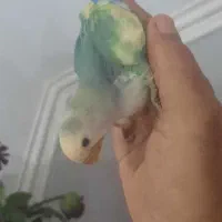 جوجه طوطی برزیلی سرلاکی