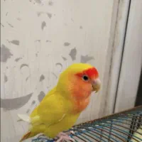 کوتوله  برزیلی