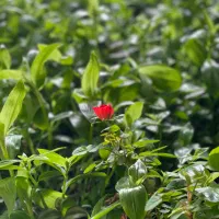 1480 متر باغ میوه