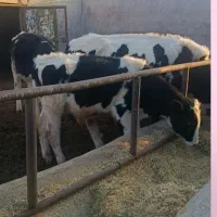 گوساله نر هلشتاین