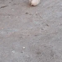 نیاز به پول|پرنده|مزرعه کتول, |دیوار