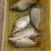 کپور پرطلایی اصلاحی و قزل فرانسوی و بچه سفید