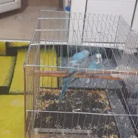 مرغ عشق ۲عدد