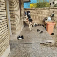 سگ الابای
