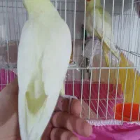 عروس هلندی لوتینو