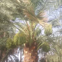 مغوغ بندی