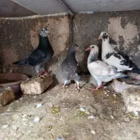 کفتر آلمانی و رنگ