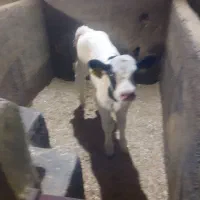 سلام تعدادی گوساله شیرخوار نر|حیوانات مزرعه|قزوین, |دیوار