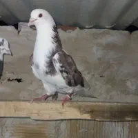 کبوتر|پرنده|نقده, |دیوار