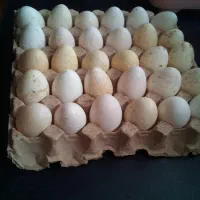 تخم نطفه دار بوقلمون و اردک روسی و مرغ شاخدار