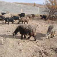 فروش،میش،بختیاری قنقر