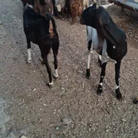 بز درجه یک یک دو عدد داشتی|حیوانات مزرعه|کوهدشت, |دیوار