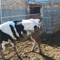 گاو شکم اول|حیوانات مزرعه|طاغنکوه, |دیوار