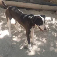 سگ سرابی