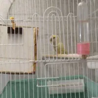 طوطی برزیلی با دوتا جوجه دو هفته ای|پرنده|پردیس, فاز ۴|دیوار